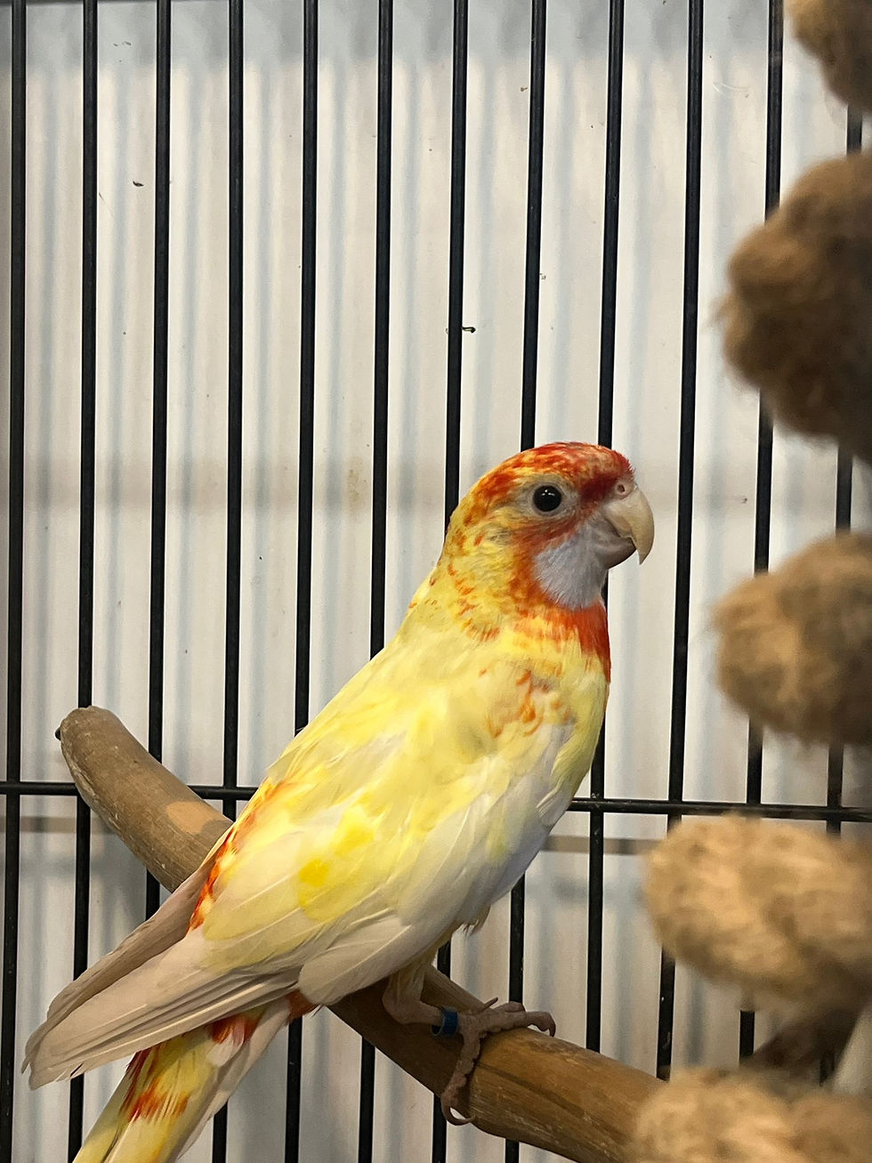Thumbnail: Baby Crimson Rosella parrot for sale – 12 weeks old, vibrant colors
