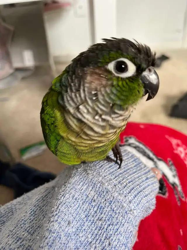 Friendly green cheek conure parrot sitting on hand, 3 months old, healthy and tame, UK breeder