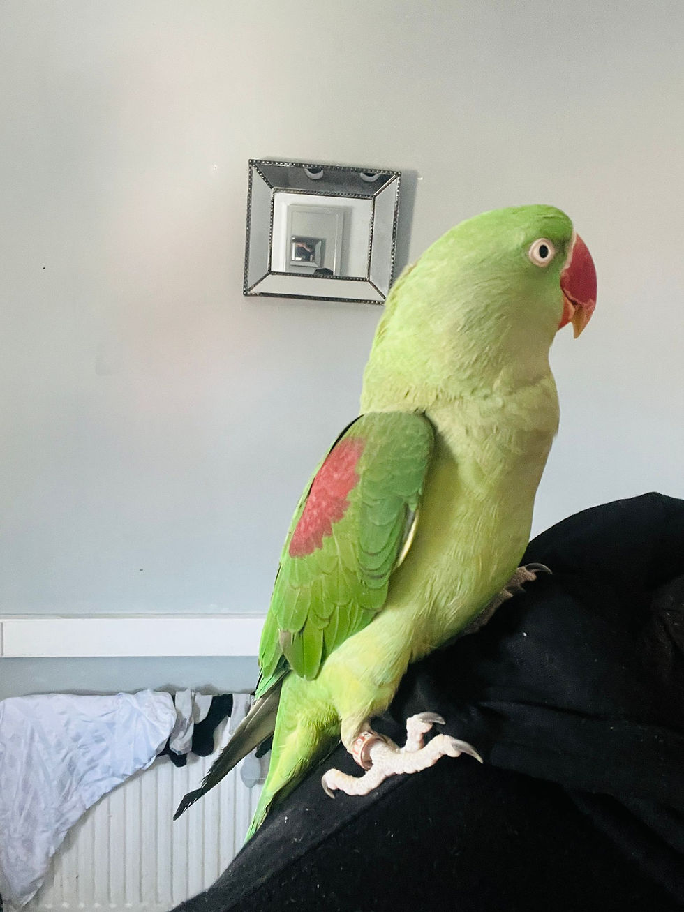 Thumbnail: Baby Alexandrine parrot for sale UK hand tame 4 months old