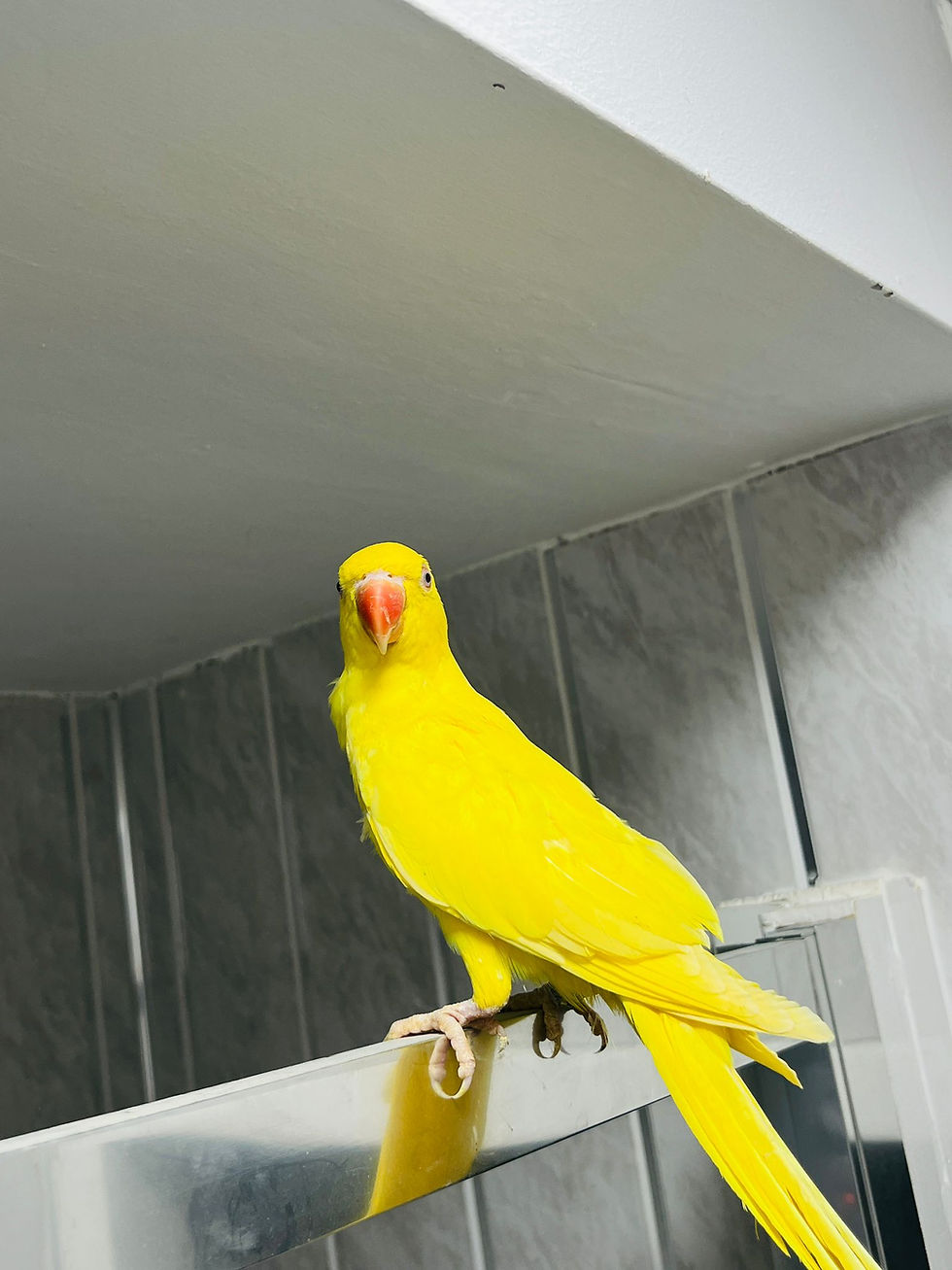 Thumbnail: "Baby yellow Indian ringneck parrot for sale in the UK, 12 weeks old, healthy and tame"