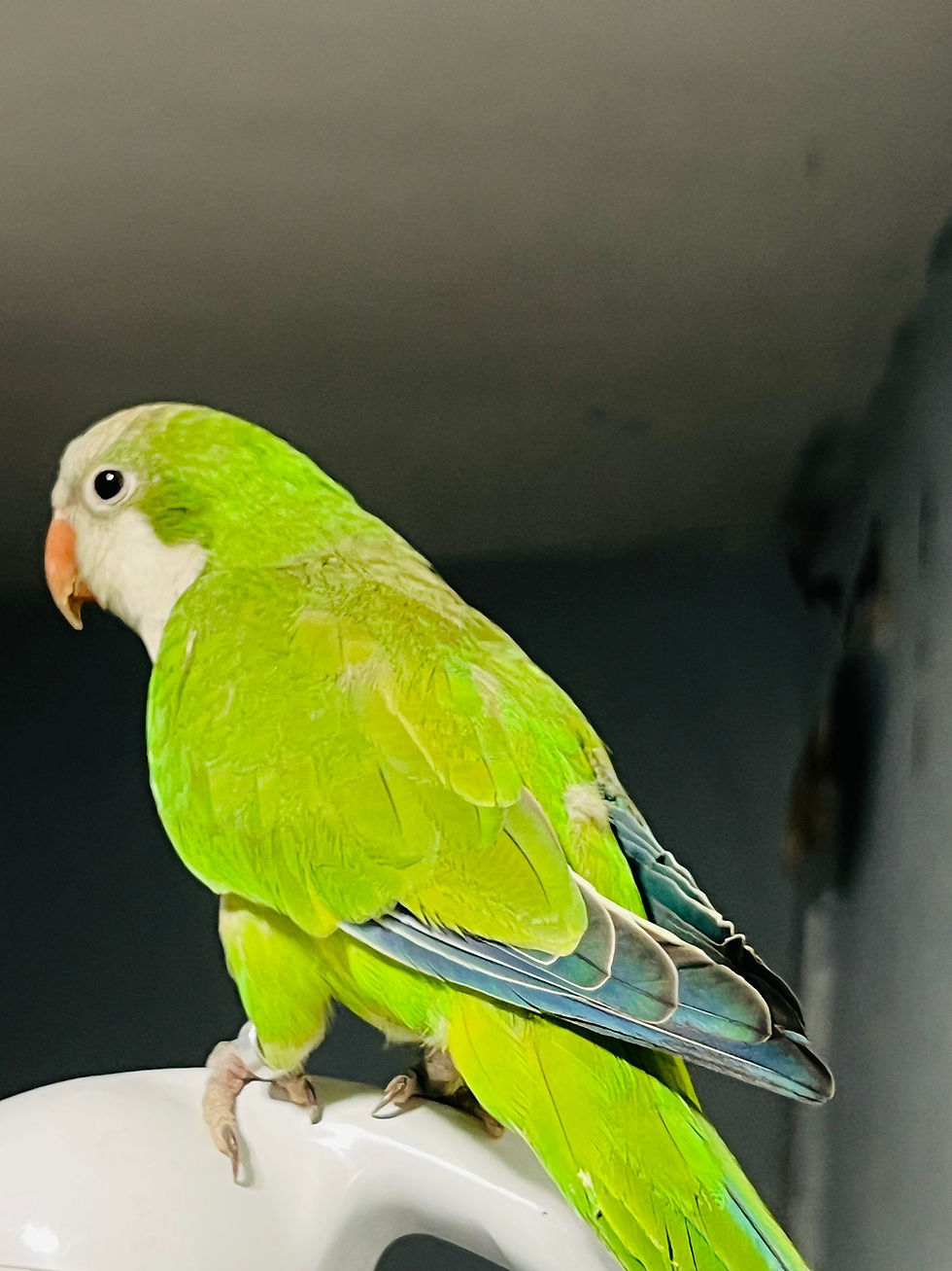 Thumbnail: 11 week old semi tame green Quaker parrot for sale UK