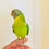 Thumbnail: 12-week-old baby plum-headed parrot for sale in the UK – semi-tame and playful"