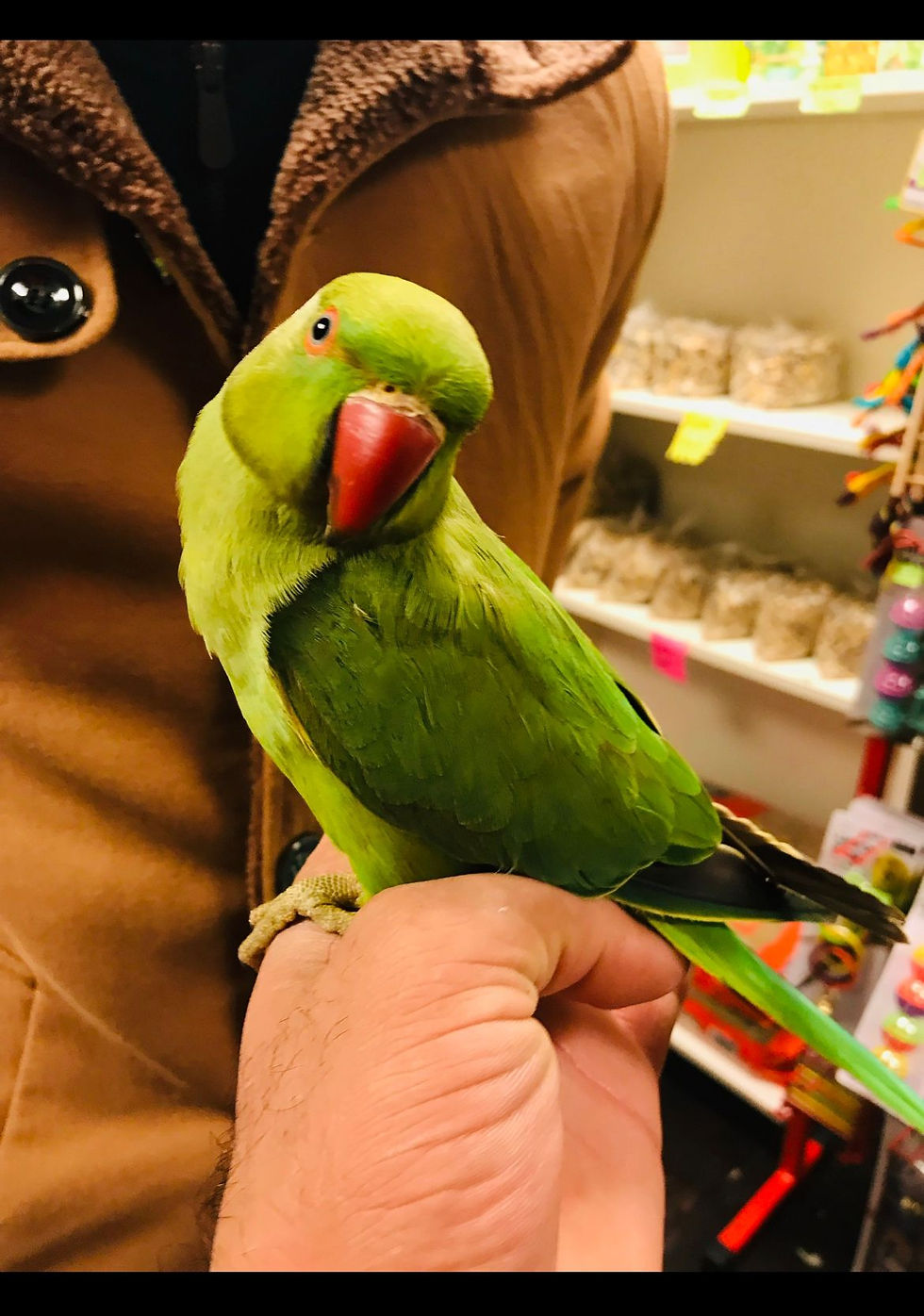 Baby Indian Ringneck Parrot