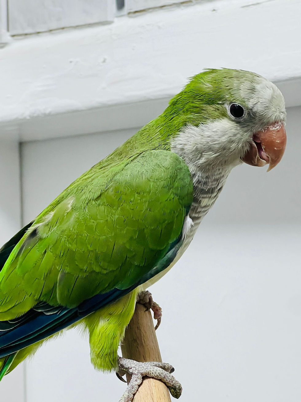 11-week-old baby Quaker parrot for sale at Parrots for Sale UK – semi hand-tame, cheeky, healthy talking bird