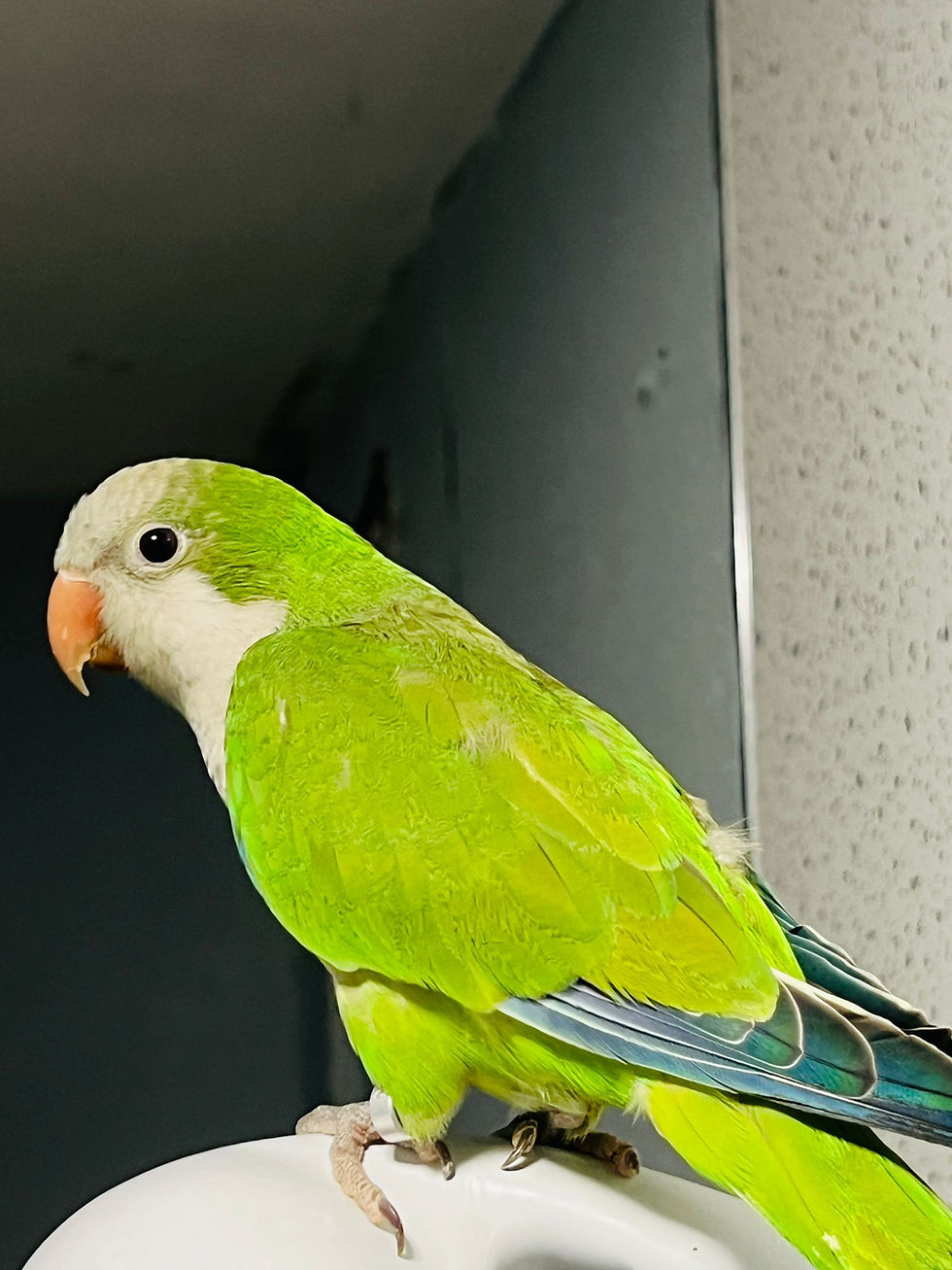 Thumbnail: 11 week old semi tame green Quaker parrot for sale UK