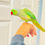 Thumbnail: 12-month-old male Indian Ringneck Parrot with bright green feathers and black neck ring – healthy and for sale in the UK"