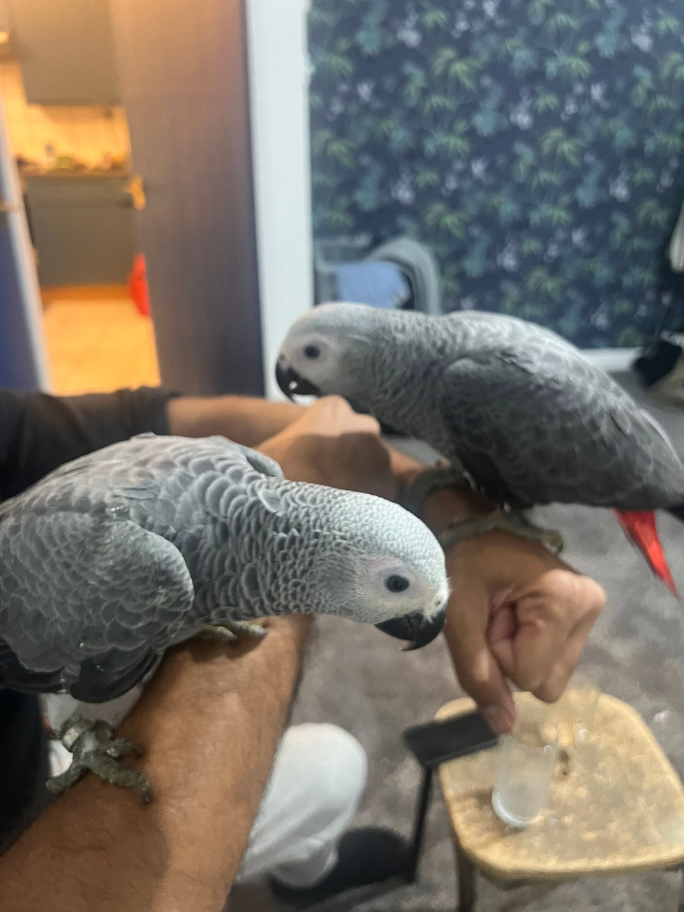 Thumbnail: baby grey parrot in uk