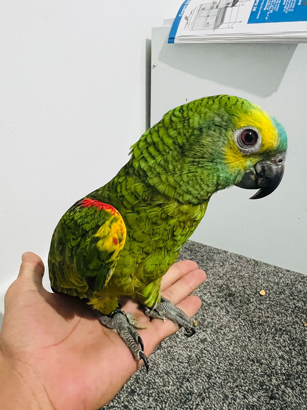 Thumbnail: Blue-front Amazon parrot baby UK