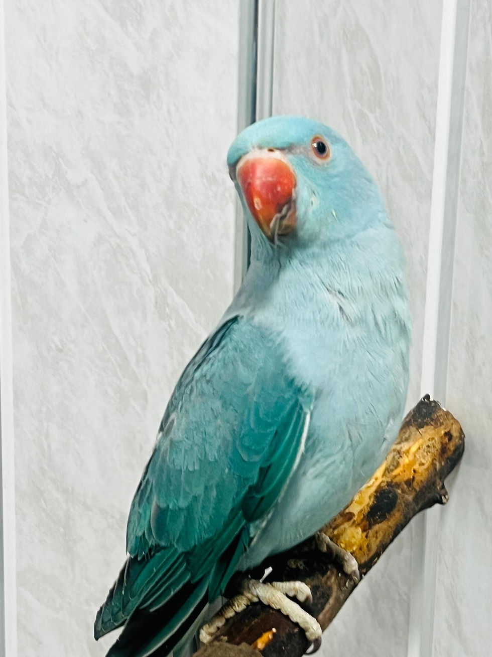 Thumbnail: No deposit parrot sale UK – Blue Indian Ringneck delivered then pay on delivery