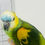 Thumbnail: blue front amazon parrot for sale