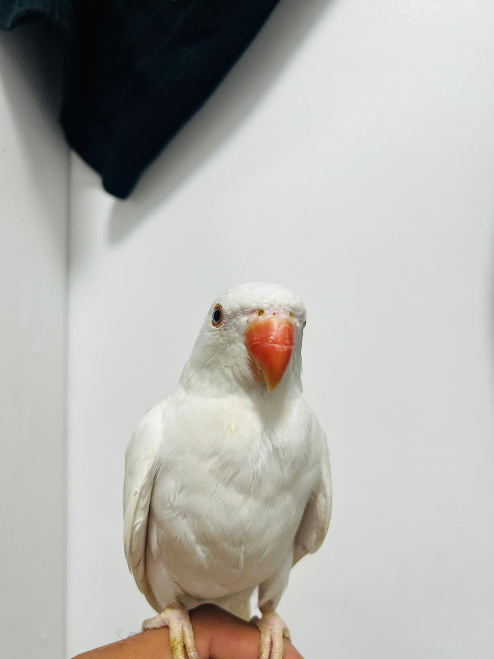 Thumbnail: "Rare snow white Indian ringneck parrot, 11 weeks old, semi tame and friendly, available in the UK"