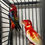 Thumbnail: Baby Crimson Rosella parrot for sale – 12 weeks old, vibrant colors