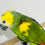 Thumbnail: Baby blue front Amazon talking Parrot 