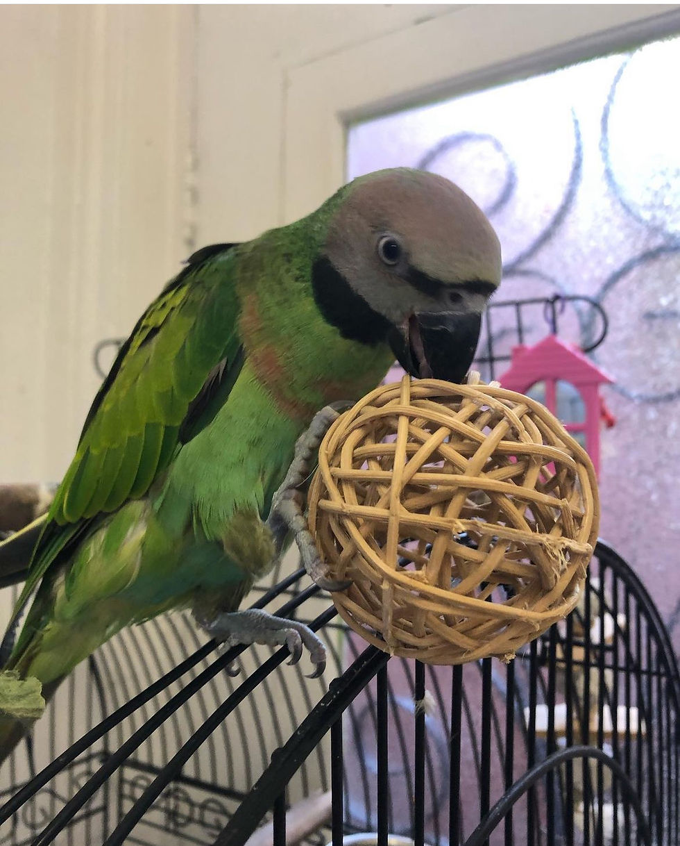 Thumbnail: Baby Moushtash Talking Parrot 