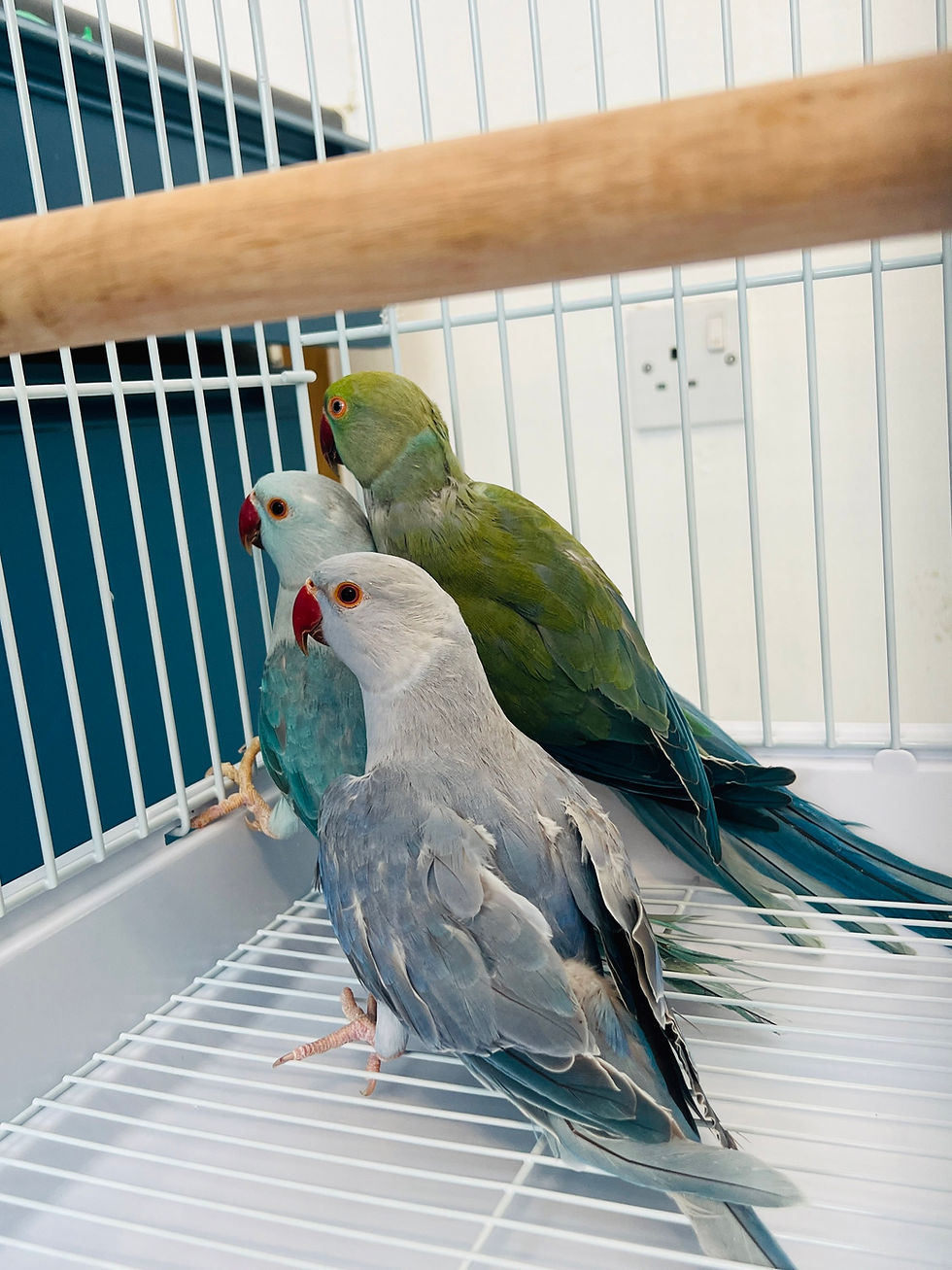 Thumbnail: "12-week-old blue Indian Ringneck parrot with light greyish-blue feathers"
