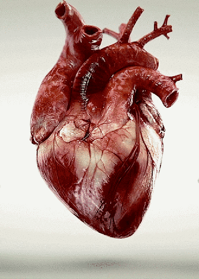 corazon-real (1).webp