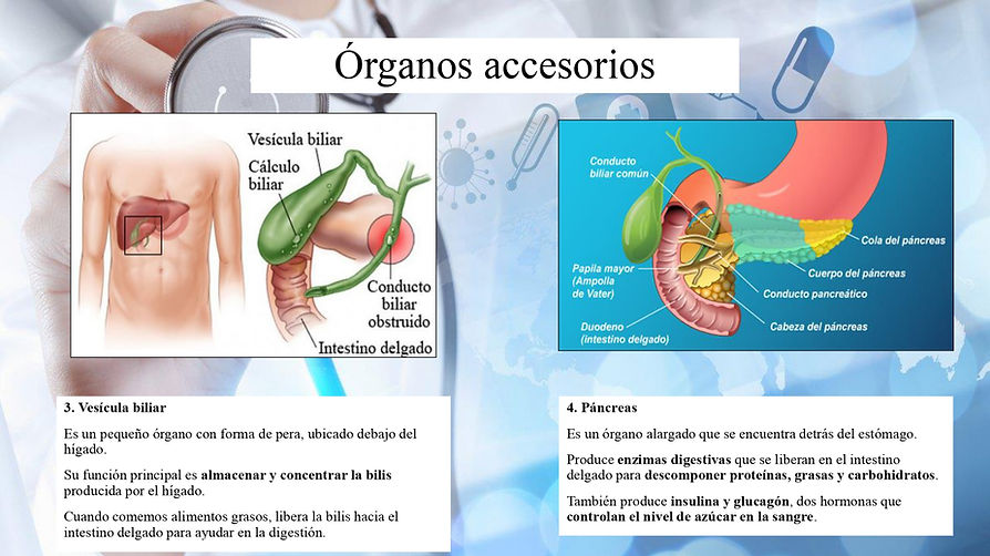 3.1-3.2 Organos Aparato digestivo_page-0013.jpg