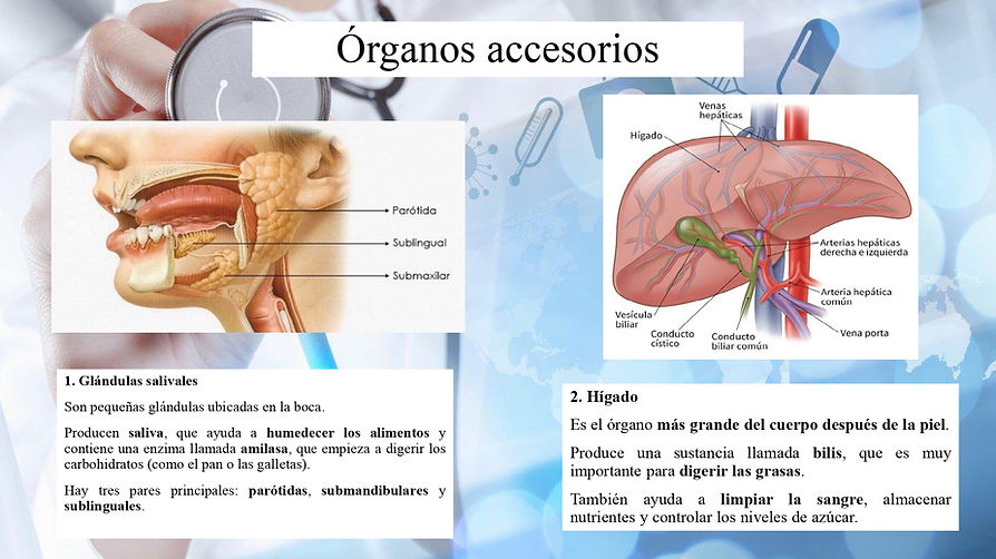 3.1-3.2 Organos Aparato digestivo_page-0012.jpg