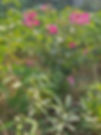 IMG_20191219_104448_Bokeh.jpg