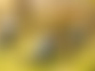 Top Urban Forestry Services in India: What Businesses & Municipalities Should Know