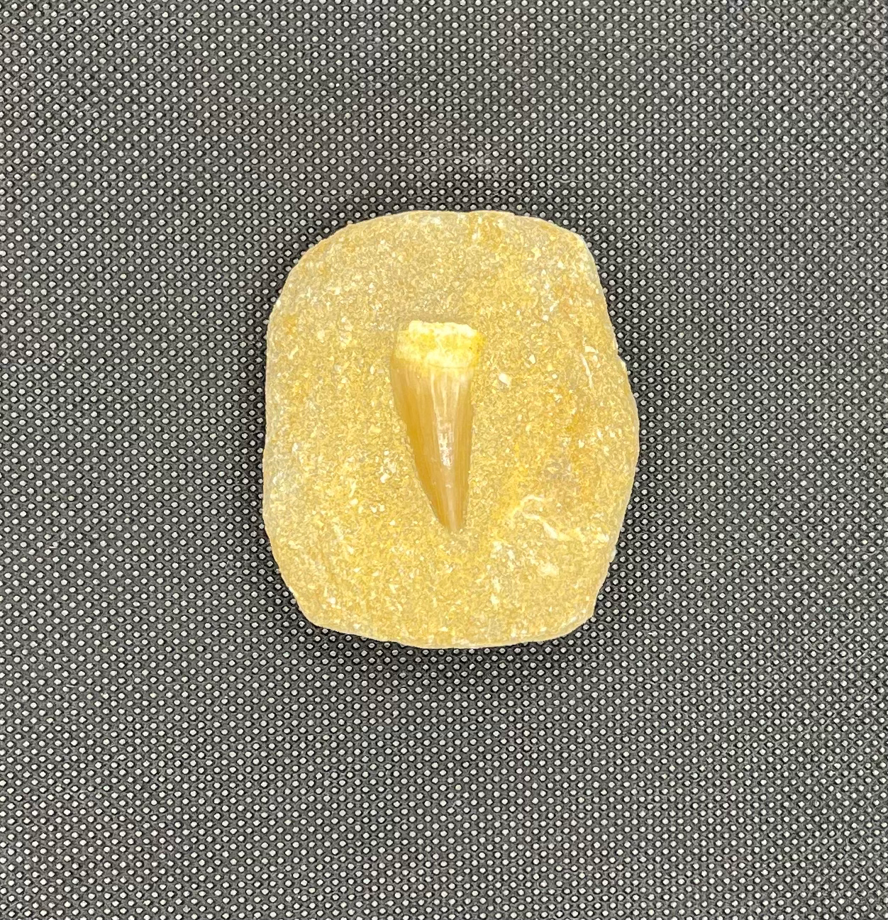 Fossil Mososaur Tooth
