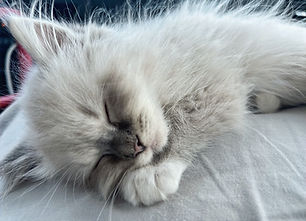 Image (2)_edited.jpg