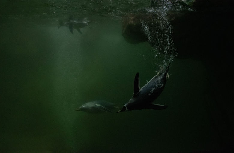 Papua Penguin (Pygoscelis papua)
Penguin
ペンギン
ペンギンの写真