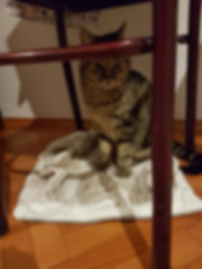 kedi sahiplendirme ilanları