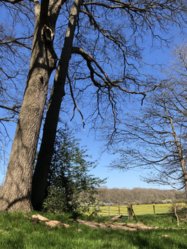 BELTANE MAY DAY FESTIVAL