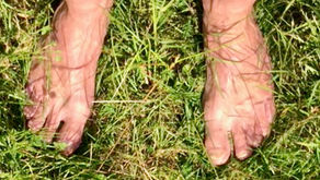 TREE ENERGY GROUNDING