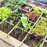 garden.jpeg