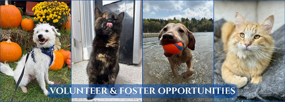 WCAS WEBSITE - VOLUNTEER & FOSTER OPPORT