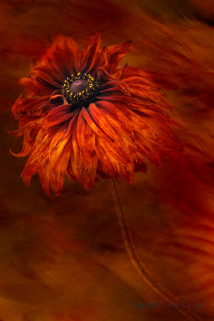IGPOTY botanical photographer studio creative flower photography