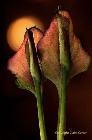 IGPOTY finalist calla lilies botanical photographer studio creative flower photography