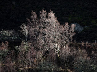 trees landscape photography claire carter 