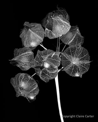 botanical photography black and white photography
