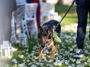 Matrimoni a Quattro Zampe: come vivere un “Sì” indimenticabile insieme ai vostri pelosetti.