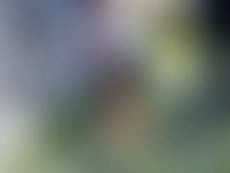 Matrimoni a Quattro Zampe: come vivere un “Sì” indimenticabile insieme ai vostri pelosetti.