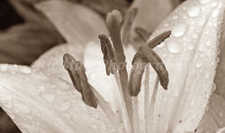 IMG_9825 SEP LILY STAMENS IN SEPIA