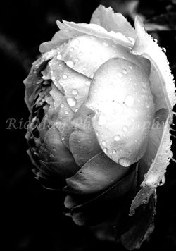 IMG_4671A SIDEVIEW