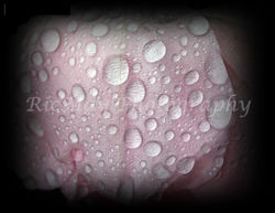 RM 859 ROSE AFTER SUMMER SHOWER