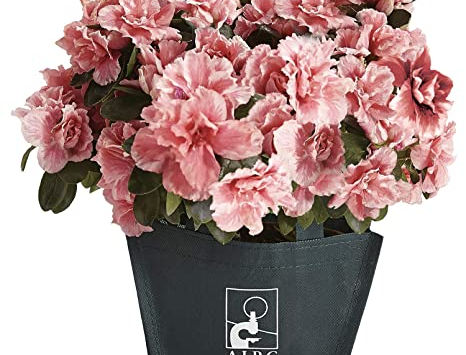 The Azalea of research is back in Massa and its province