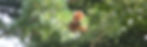 Pinecone.JPG