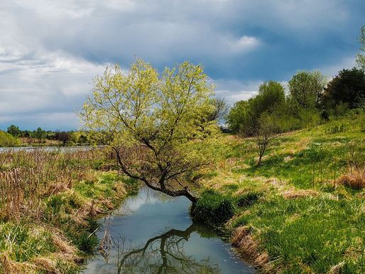 Belonging in Isaiah: A New Thing