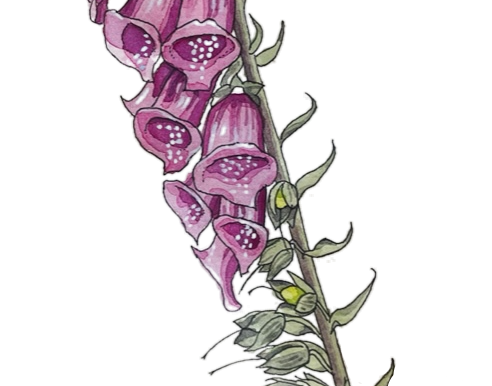 Lessons from a Foxglove