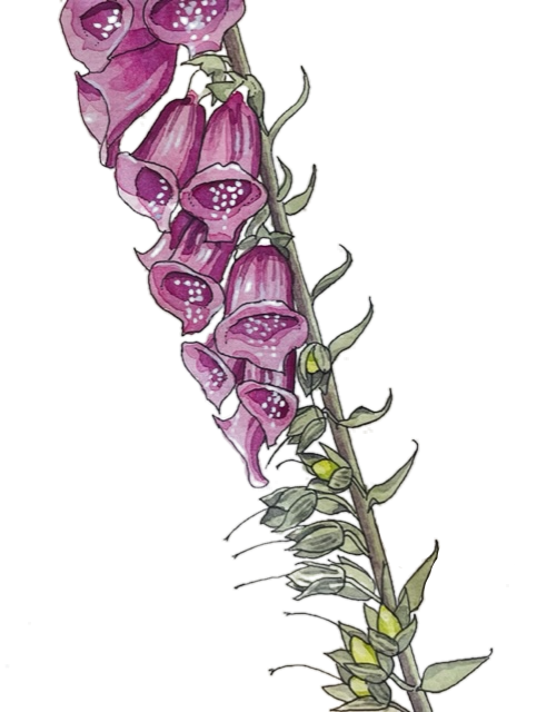 My attempt at a foxglove