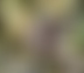 ยูนนาน พบ ‘ลิงจมูกเชิด’ เกิดใหม่หลายตัว สะท้อนความสำเร็จด้านการอนุรักษ์