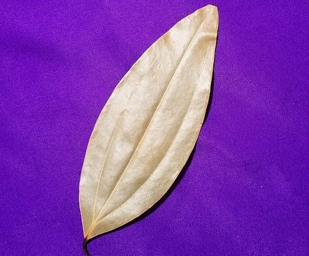 Magical Bay Leaves