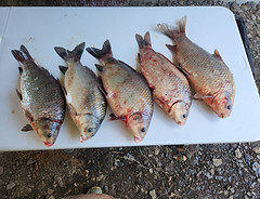 line of buff fish.jpg