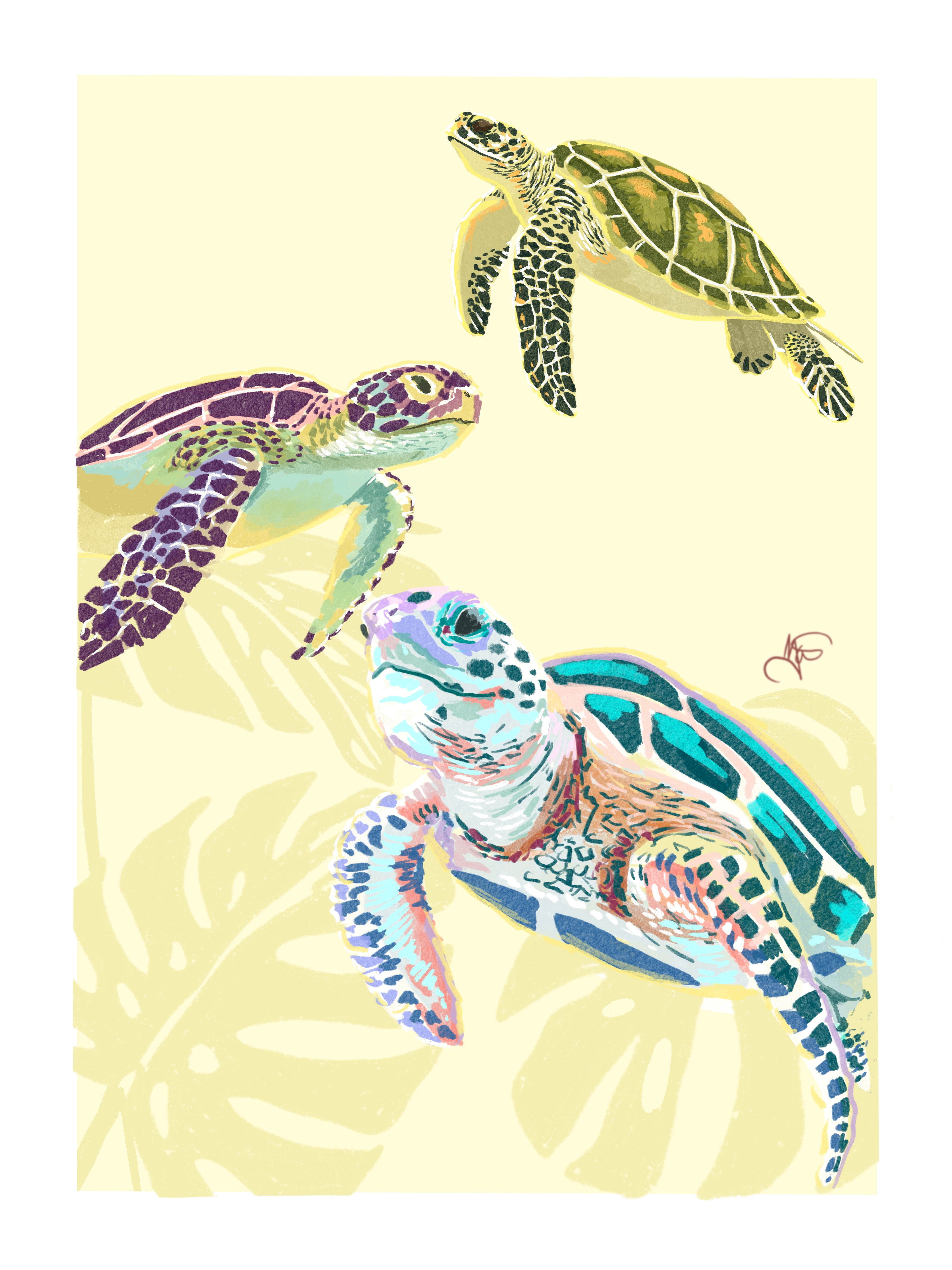 Tropical sea turtles